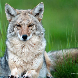 Coyote Killing Contests: The Truth